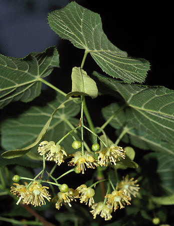 Fleurs et feuilles de tilleul.